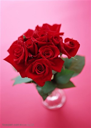 花卉物语-花瓶中的红色玫瑰花