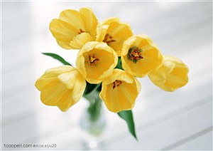 花卉物语-黄色的郁金香