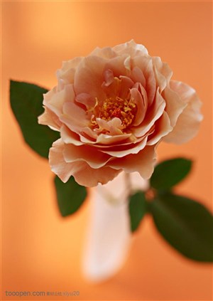 花卉物语-花瓶中漂亮的牡丹花