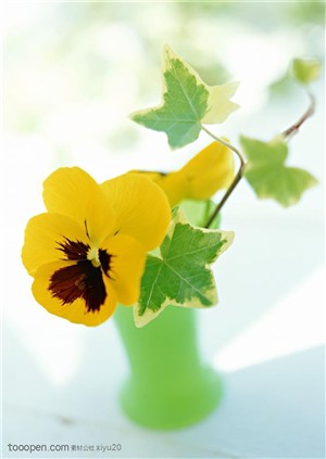 花卉物语-花瓶中一朵漂亮的蝴蝶花