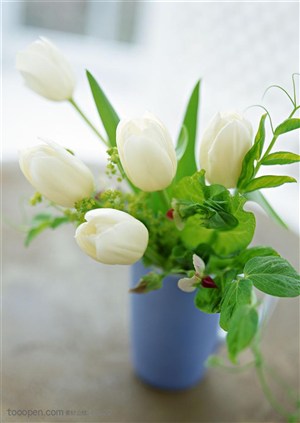 花卉物语-花瓶中漂亮的郁金香