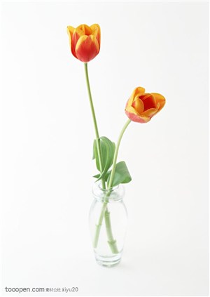 花卉物语-花瓶中两枝郁金香