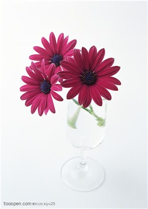 花卉物语-花瓶中紫色的三朵太阳花