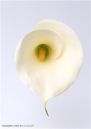 花卉物语-洁白的花朵