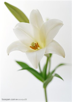 花卉物语-洁白的百合花