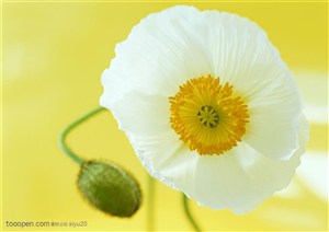花卉物语-洁白的小花