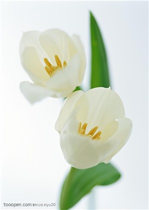 花卉物语-两朵洁白的郁金香
