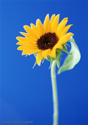 花卉物语-蓝色背景下的向日葵