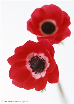花卉物语-两朵漂亮的红花