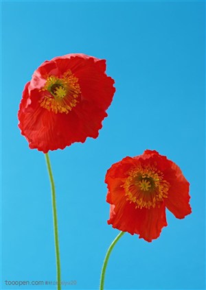 花卉物语-两朵红色虞美人小花