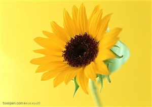 花卉物语-金色的向日葵