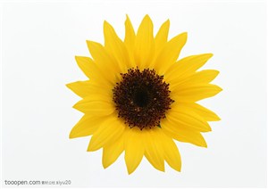 花卉物语-金黄的向日葵