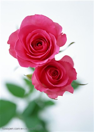 花卉物语-两朵漂亮的粉色玫瑰花
