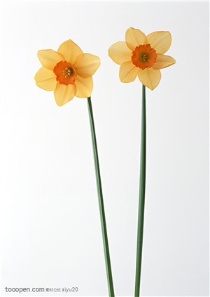 花卉物语-两朵漂亮的水仙花