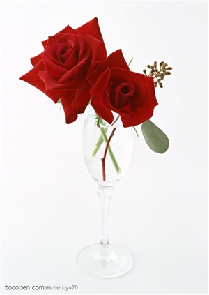 花卉物语-两朵漂亮的红色玫瑰花