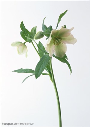 花卉物语-绿色的百合花
