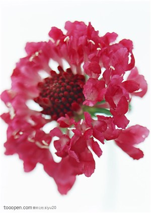 花卉物语-漂亮的红色花朵