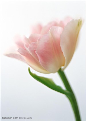 花卉物语-漂亮的粉色郁金香