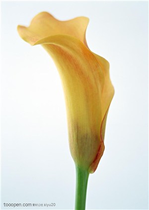 花卉物语-漂亮的黄色小花侧面