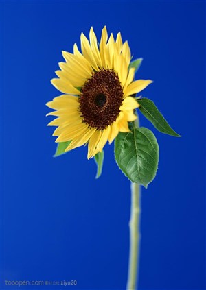 花卉物语-漂亮的金色向日葵