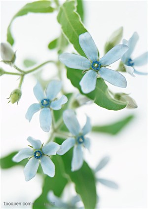 花卉物语-漂亮的浅蓝色小花