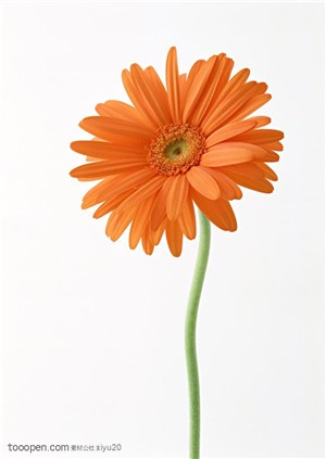 花卉物语-漂亮的太阳花