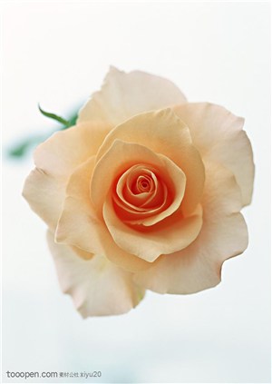 花卉物语-漂亮的米黄色玫瑰