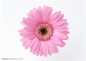 花卉物语-平放的粉色太阳花