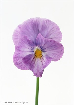 花卉物语-漂亮的紫色蝴蝶花