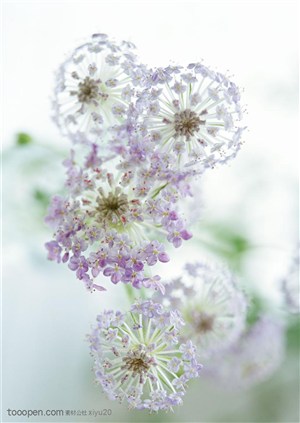 花卉物语-漂亮的紫色小花
