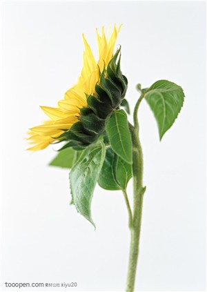 花卉物语-漂亮的向日葵侧面