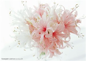 花卉物语-盛开的粉色小花