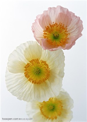 花卉物语-三朵漂亮的花朵特写