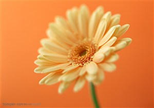 花卉物语-倾斜的黄色太阳花
