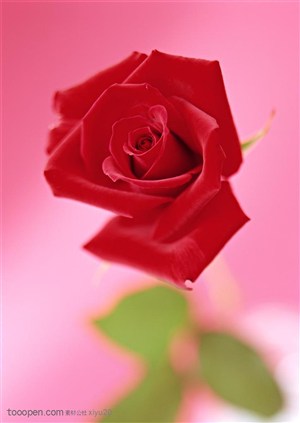 花卉物语-盛开的红色玫瑰花