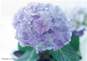 花卉物语-浅色的花球