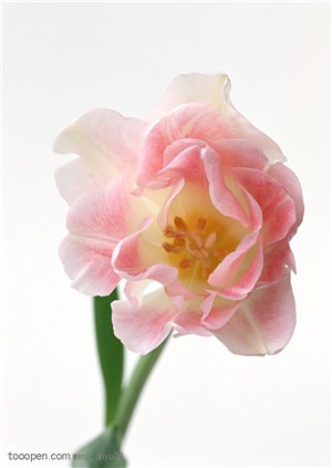 花卉物语-盛开的粉色郁金香