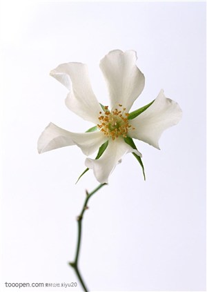 花卉物语-盛开的白色栀子花