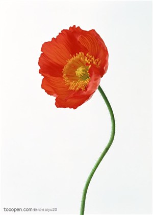 花卉物语-弯曲的红色小花