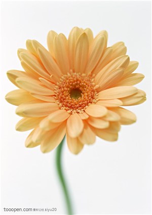 花卉物语-盛开的太阳花