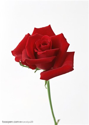 花卉物语-盛开的鲜红玫瑰花