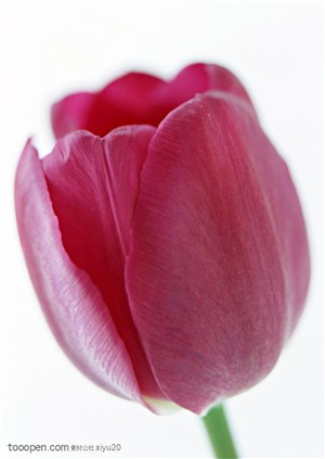 花卉物语-一朵漂亮的紫色郁金香