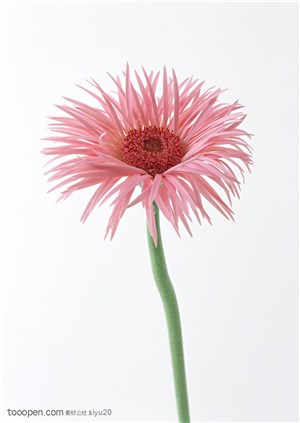 花卉物语-稀疏花瓣的太阳花