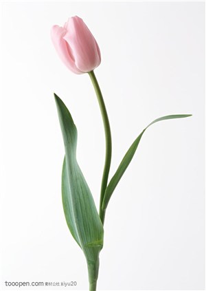 花卉物语-一朵漂亮的粉色郁金香