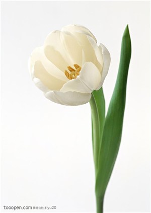 花卉物语-一朵弯曲的洁白郁金香