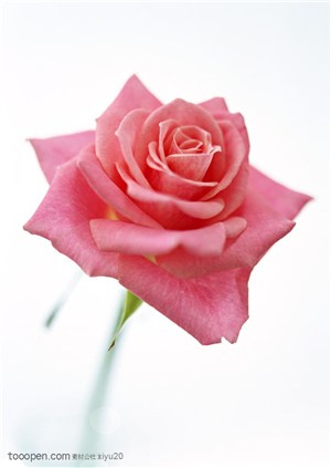 花卉物语-一朵斜放的玫瑰花