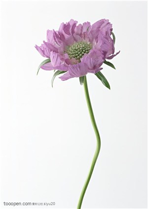 花卉物语-一朵弯曲的紫色花朵