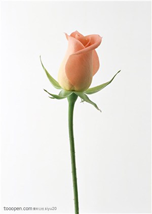 花卉物语-一枝含苞待放的玫瑰花