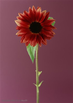 花卉物语-一朵漂亮的向日葵