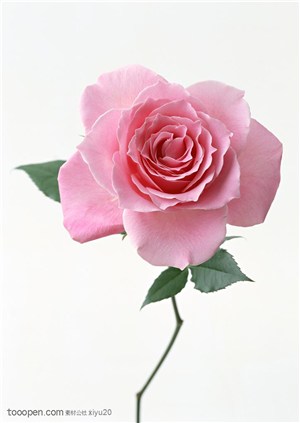 花卉物语-一朵弯曲的玫瑰花